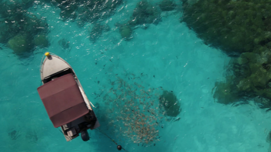 Rangiroa, aerial view of a small motor boat in the lagoon and schooling fishes, 4K UHD