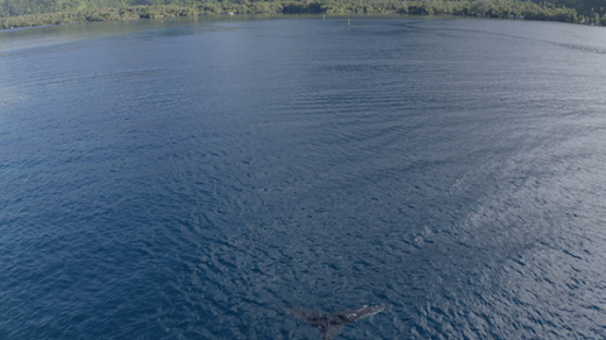Tahiti, aerial view of Te Pari, over humpback whales in the lagoon, 4K UHD