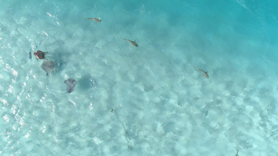 Moorea, aerial view of a man surrounded by sting rays and black tip shark, 4K UHD
