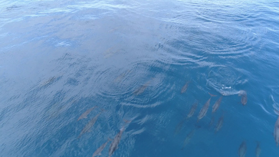 Moorea, aerial view of a group of bottle nose dolphins in the pass Opunohu, 4K UHD