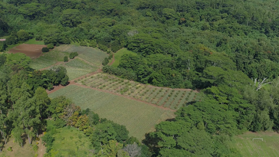 Moorea, aerial view of pineapple fields, 4K UHD