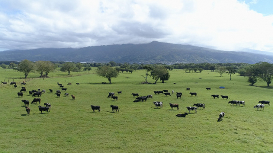Peninsula of Tahiti, Aerial view of Taravao, herd of cows, 4K UHD