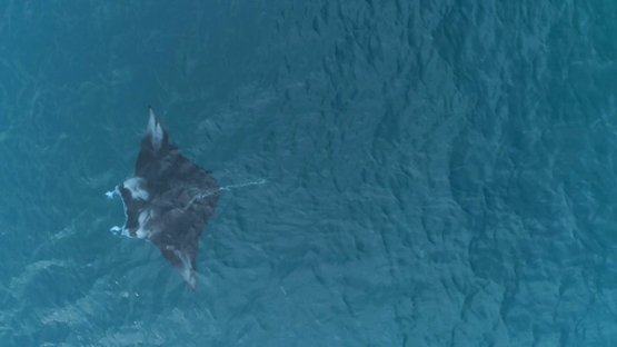 Tahaa, aerial view of a manta ray birostris alfredi swimming  in the lagoon, 4K UHD