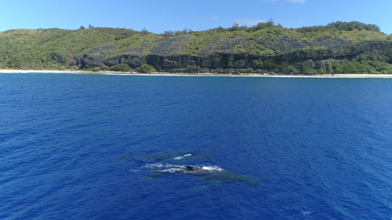 Rurutu, Aerial view of two humpback whales swimming along the coast, 4K UHD