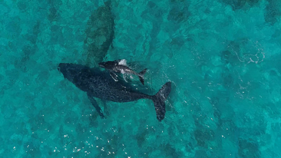 Rurutu, Aerial view of humpback whales along the reef with calf, 4K UHD