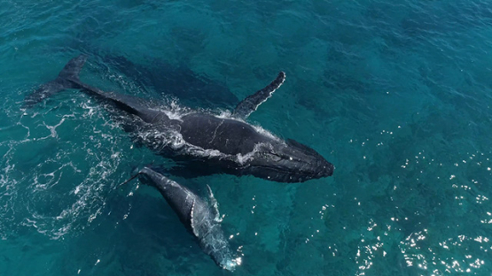 Rurutu, Aerial view of humpback whales along the reef with calf, 4K UHD