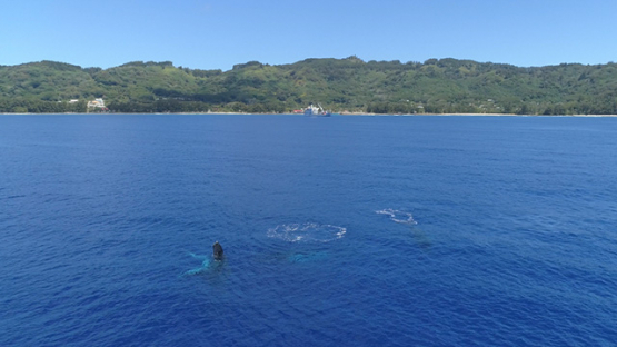 Rurutu, Aerial view of humpback whales in the bay, 4K UHD