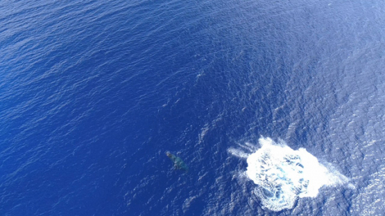 Rurutu, Aerial view of humpback whale jumping in the bay, 4K UHD