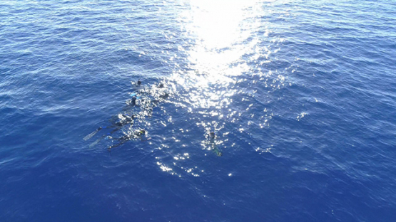 Rurutu, Aerial view of snorkelers watching humpback whales in the bay, 4K UHD