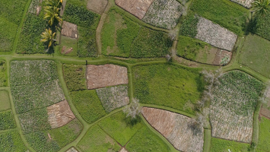 Rurutu, aerial view of fields of madeira roots cultivated, 4K UHD