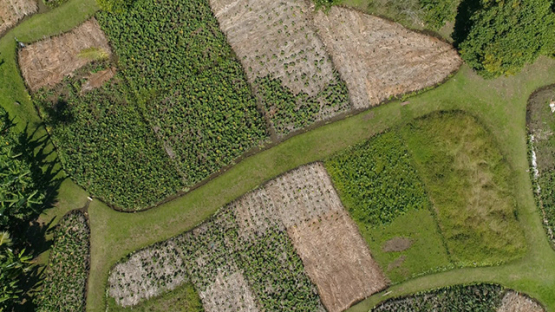 Rurutu, aerial view above the Plateau Tetuanui and field of madeira roots, 4K UHD