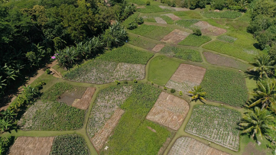 Rurutu, aerial view of the Plateau Tetuanui and field of madeira roots, 4K UHD