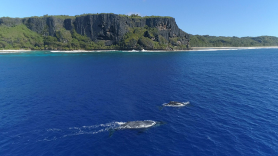 Rurutu, aerial view of two humpback whales near the cliff of Toarepe point, 4K UHD