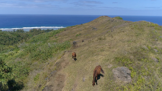 Rurutu, aerial view of two horses on the top of the hill, 4K UHD