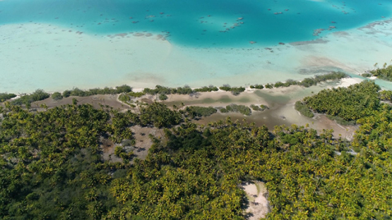 Fakarava, aerial view of the coconut grove and green lagoon, 4K UHD
