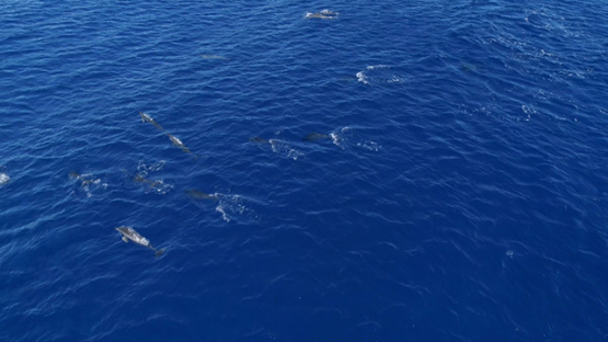 Fakarava, aerial view of a group of dolphins swimming in the ocean, 4K UHD