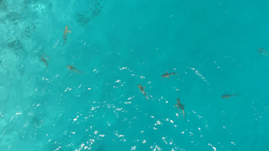 Rangiroa, aerial view above a group of black tip sharks in the lagoon, 4K UHD