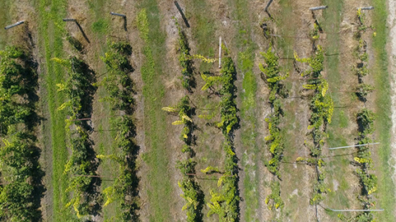 Rangiroa, aerial view above the vineyard, 4K UHD