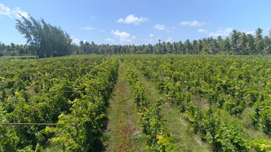 Rangiroa, aerial view of the vineyard, 4K UHD