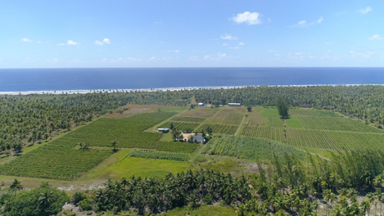 Rangiroa, aerial view of the vine in the middle of the coconut grove, 4K UHD