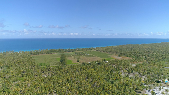 Rangiroa, aerial view of the vine in the middle of the coconut grove, 4K UHD