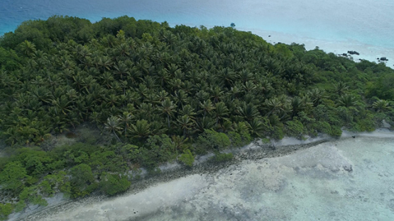 Tikehau, aerial view of marine birds island, 4K UHD