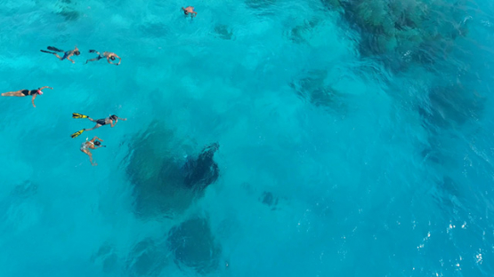Tikehau, aerial view above tourists swimming and a manta ray, 4K UHD