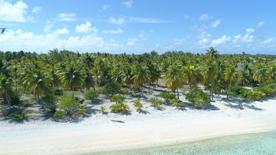 Tikehau, aerial view of the white sand beach and coconut grove of Tuherahera, 4K UHD