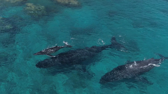 Aerial view of humpback whales, mother and calf, selection of 3 clips, 39 seconds