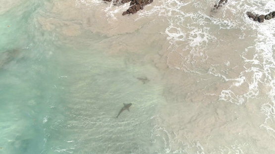 Ua Pou, aerial view of two sharks near the shore of Hakanai beach, 4K UHD