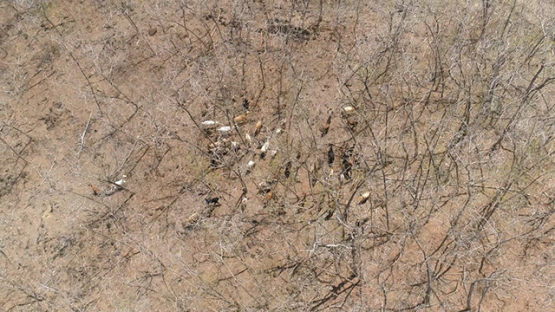 Ua Pou, aerial view of herd of goats on the top of the hill, 4K UHD