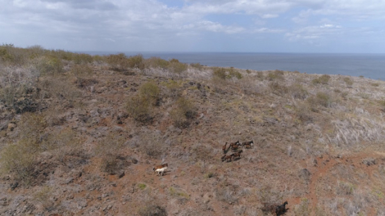 Nuku Hiva, aerial view of a herd of horses gallopping on the desert land, 4K UHD