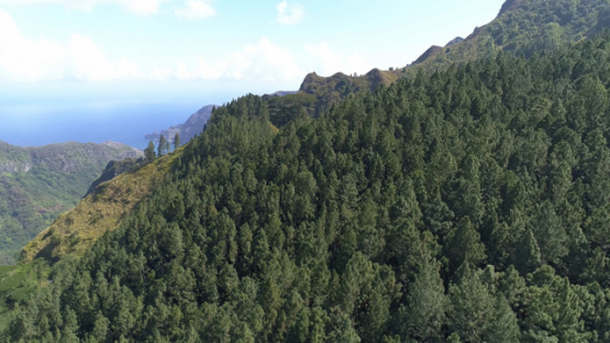 Nuku Hiva, aerial view of the forest of Caraibbean pines, 4K UHD