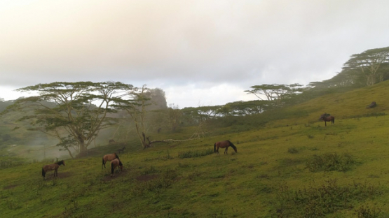 Nuku Hiva, aerial view of a herd of horses in the valley Taipivai, 4K UHD
