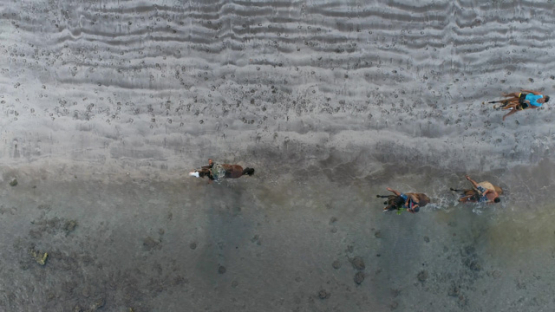 Nuku Hiva, aerial view of young men riding horses on the beach of the Bay of Taiohae, 4K UHD