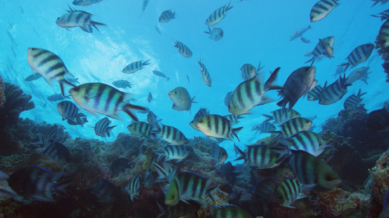 Sergeant fishes schooling above the coral reef, 4K UHD