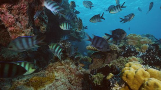Sergeant  fishes schooling in the coral reef, 4K UHD