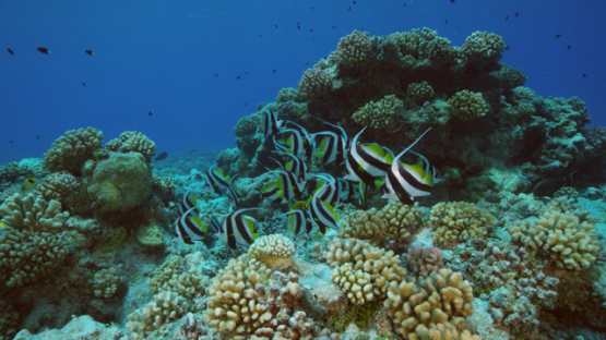 Banner fishes schooling around the pinnacle of coral acropora, 4K UHD