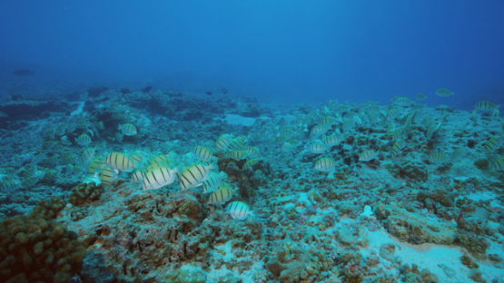 Group of Convict surgeonfishes evolving in the pass, 4K UHD