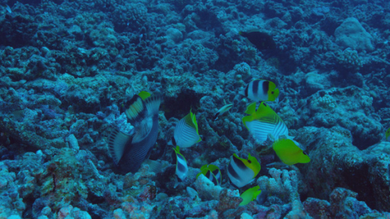 Giant triggerfish and butterflly fishes searching the dead corals for prey, 4K UHD