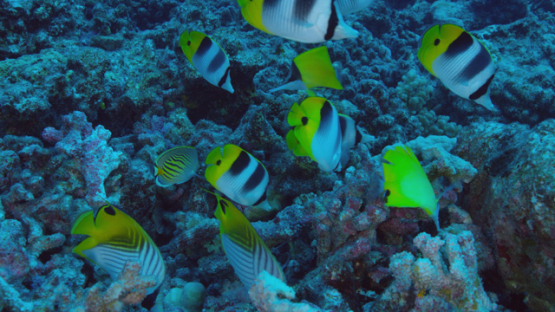 Giant triggerfish and butterflly fishes searching the dead corals for prey, 4K UHD