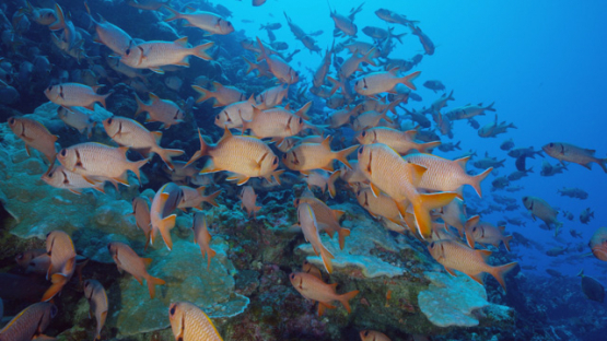 Blotcheye Soldierfish gathering over the coral reef, Myripristis murdjan, 4K UHD