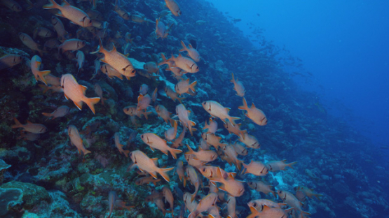 Blotcheye Soldierfish gathering over the coral reef, Myripristis murdjan, 4K UHD