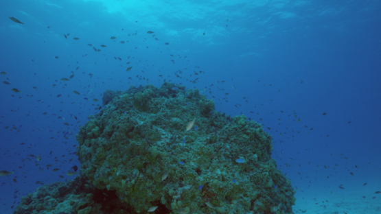 Blue damsel fishes around the pinnacle of coral,  lagoon of Tikehau, 4K UHD
