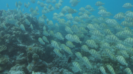Group of Convict surgeonfishes evolving in the lagoon of Tikehau, 4K UHD