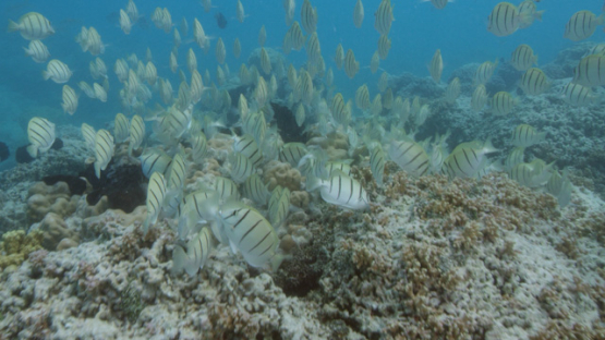 Group of Convict surgeonfishes evolving in the lagoon, 4K UHD