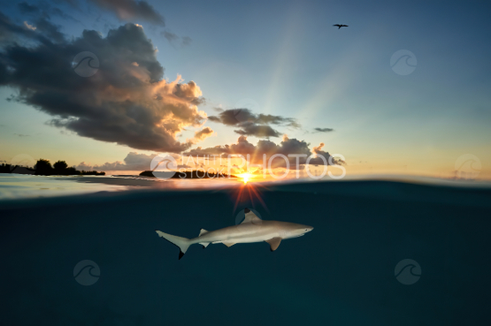 Shark in the sunset shot half undersea half air