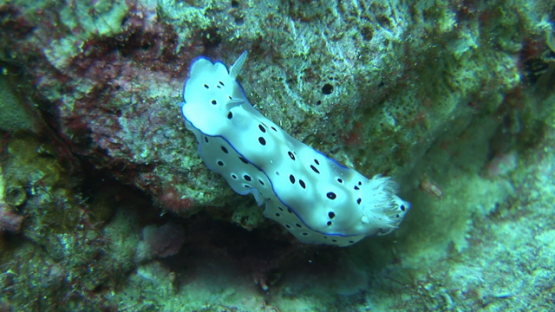 Nudibranch, Tryon’s risbecia evolving over the coral, Manihi reef