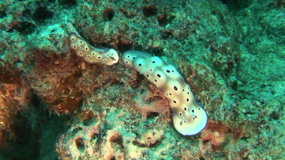 Couple of Nudibranch, Tryon’s risbecia evolving over the coral, Manihi reef