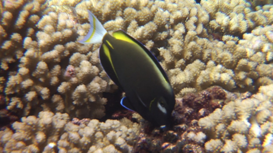 Acanthurus nigricans, Black surgeonfish evolving over the coral garden, Manihi reef